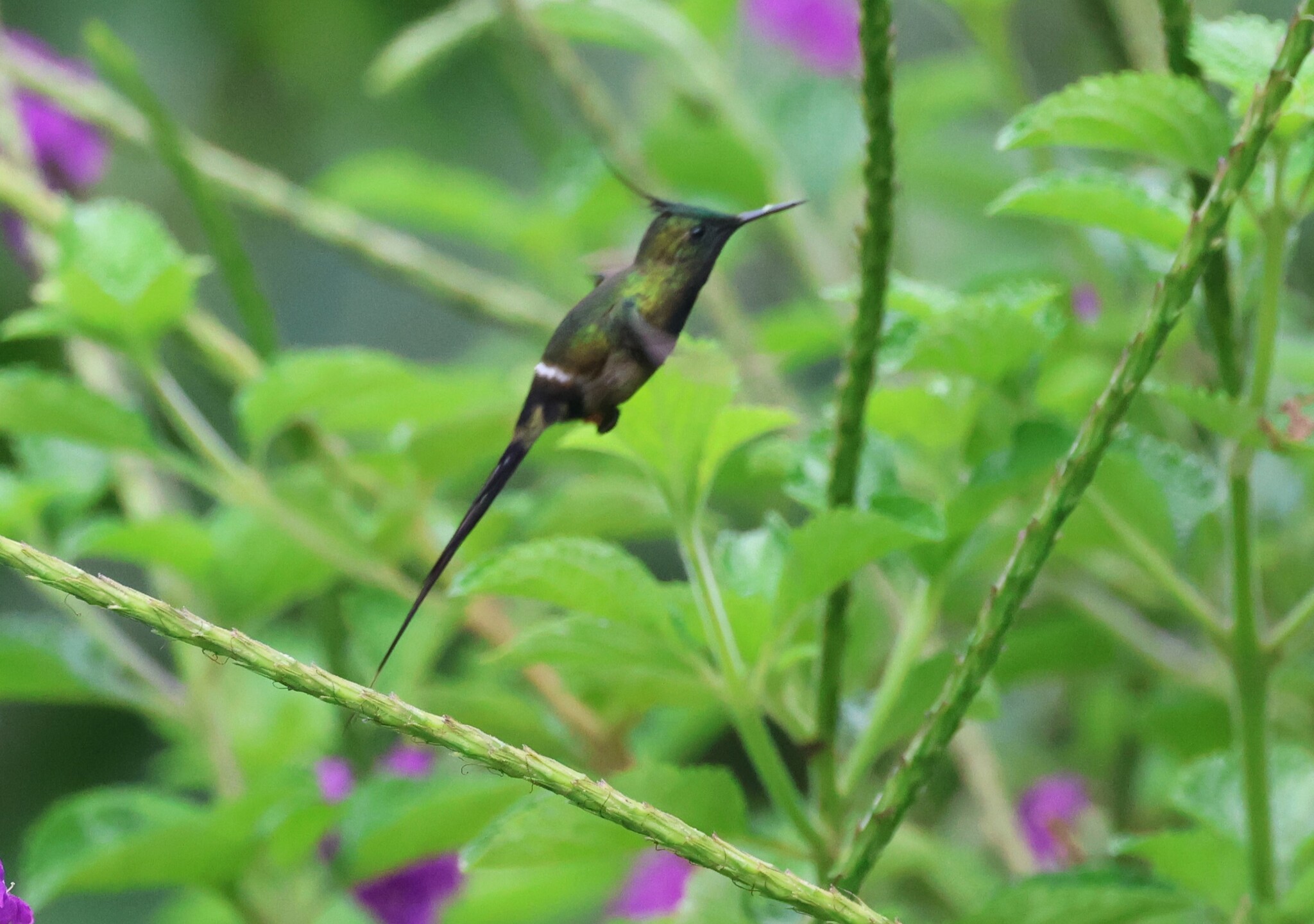 Wire-crested Thorntail (Discosura popelairii), photo 8