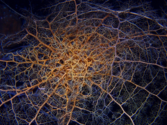 Astrophyton muricatum