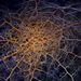 Astrophyton muricatum