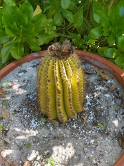 Melocactus