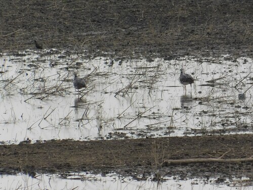 Southern Screamer (Chauna torquata), photo 7