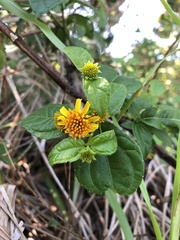 Tilesia baccata