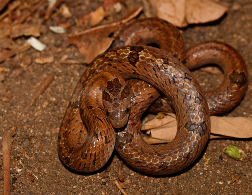 Barron's Kukri Snake