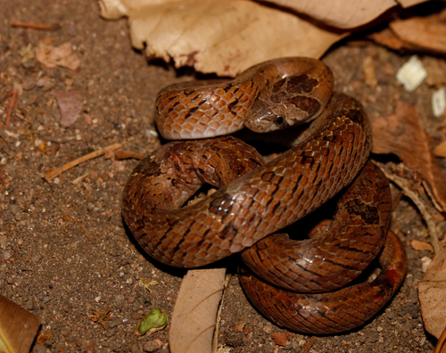 Barron's Kukri Snake