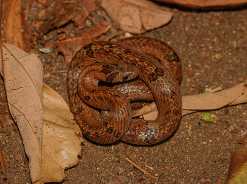 Barron's Kukri Snake