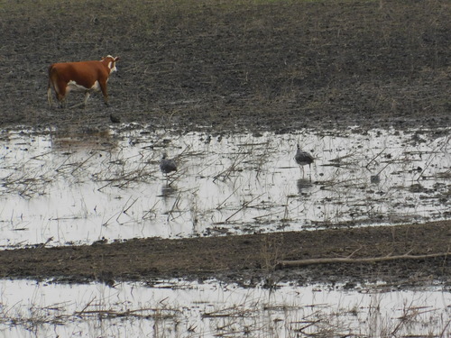 Southern Screamer (Chauna torquata), photo 8