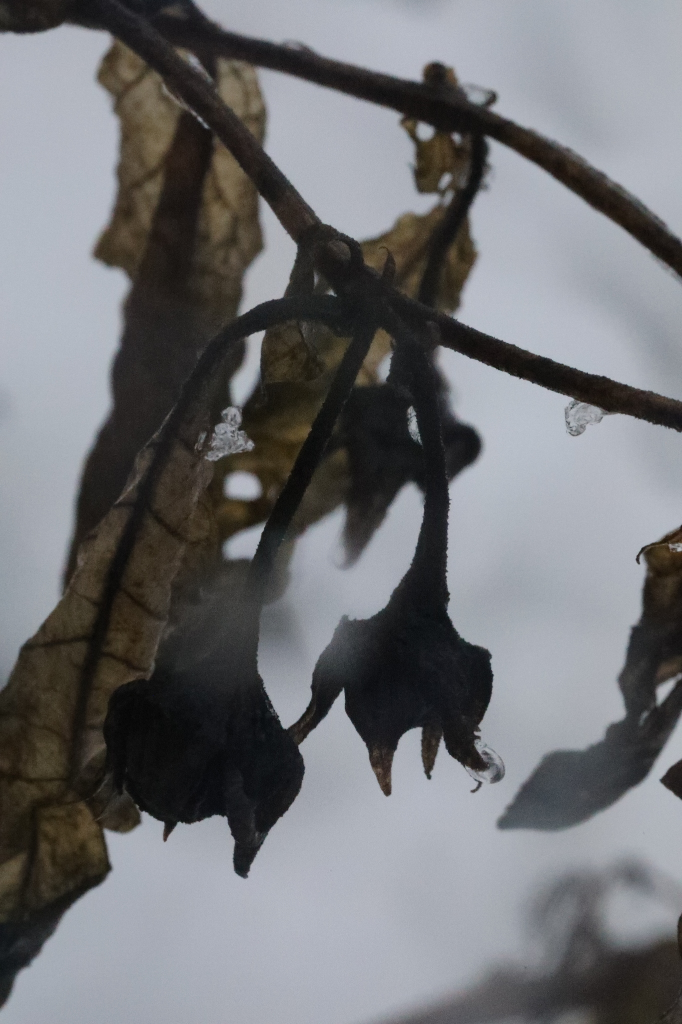 Deadly nightshade