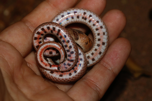 Barron's Kukri Snake