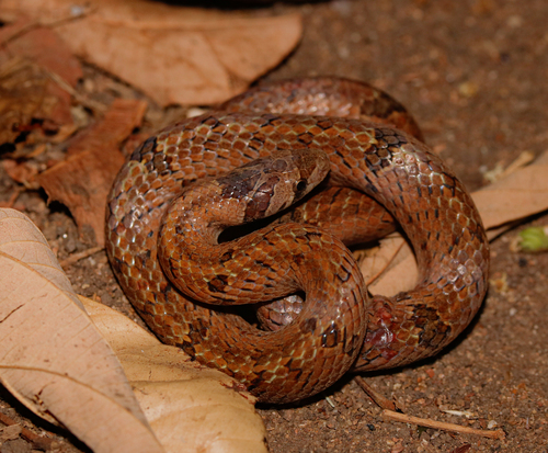 Barron's Kukri Snake