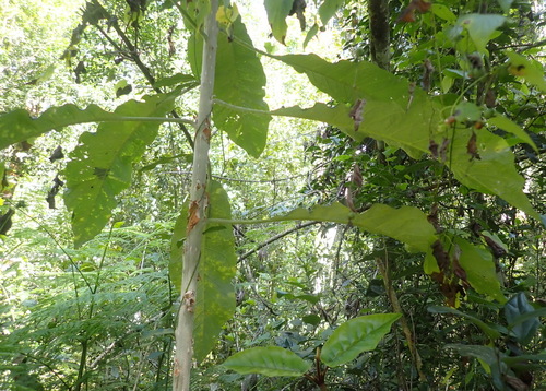 Solanum giganteum, photograph 6