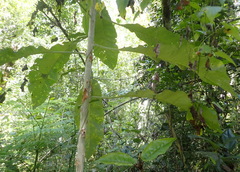 Solanum giganteum, photograph (c) Nicola van Berkel, some rights reserved (CC BY-SA)