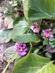 Bergenia crassifolia