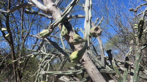 Thurber's Cholla