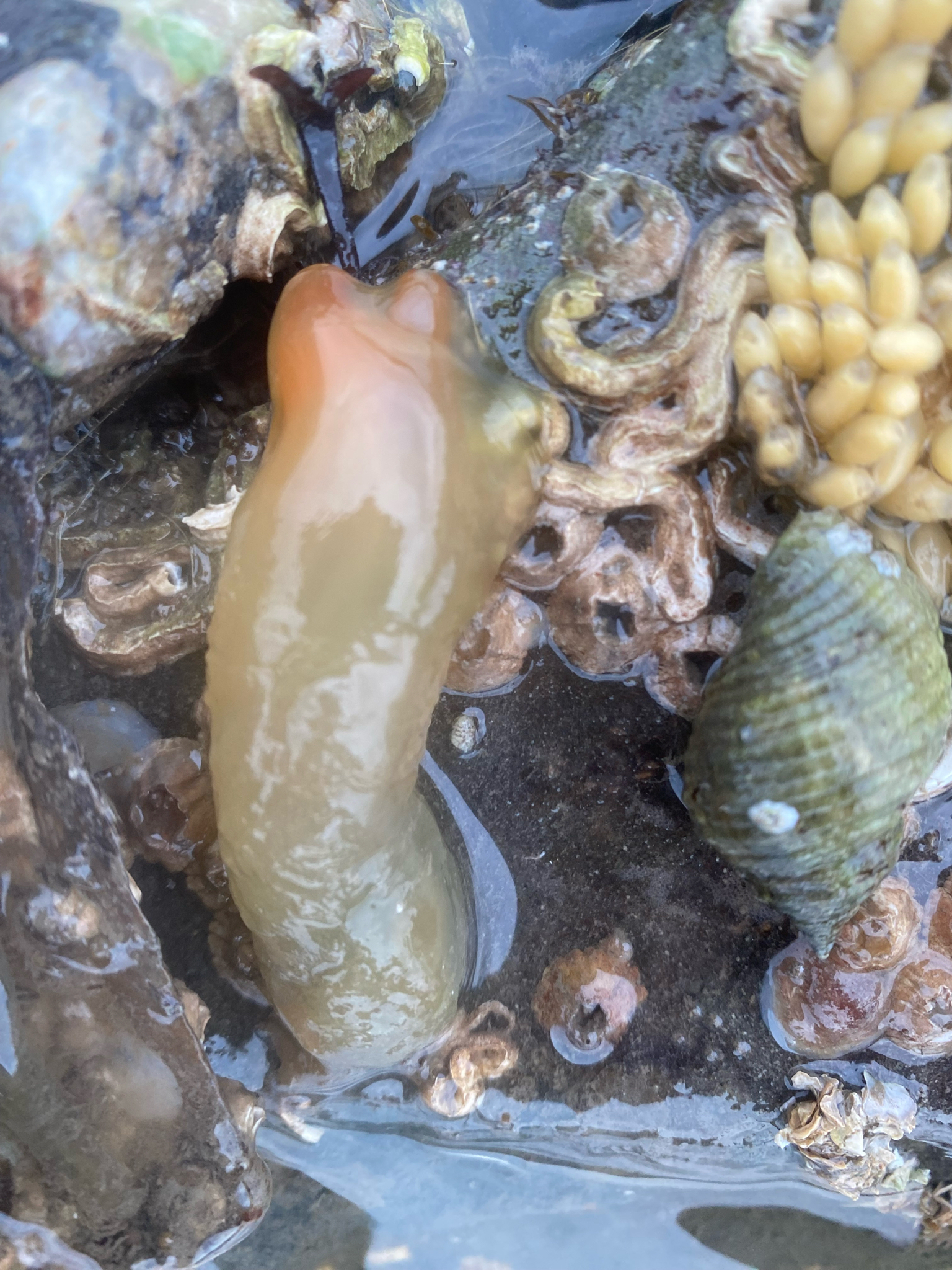 Ciona intestinalis (Linnaeus, 1767)