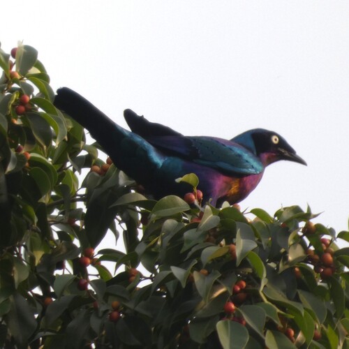 Splendid Starling