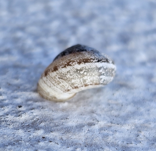 Xerocrassa cretica