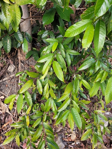 Aphananthe cuspidata observed 2026-01-25