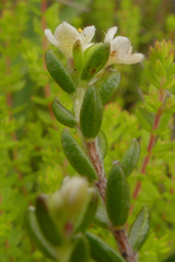 Lachnaea penicillata