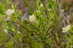 Lachnaea penicillata