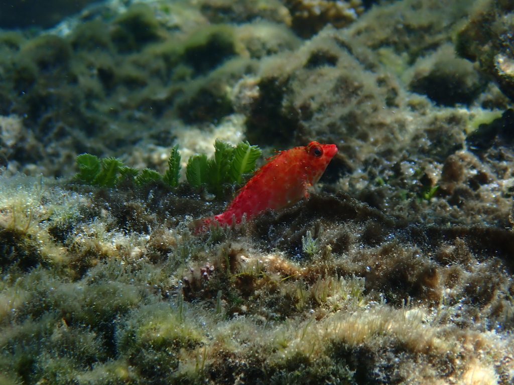 Coral hawkfish