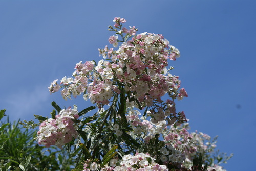 Image of Convolvulus floridus by no rights reserved