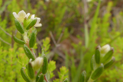 Lachnaea penicillata