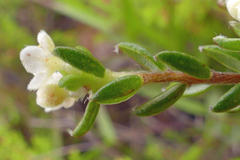 Lachnaea penicillata