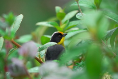 Atlapetes pallidinucha