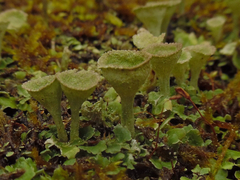 Cladonia conista