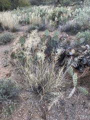 Sporobolus flexuosus