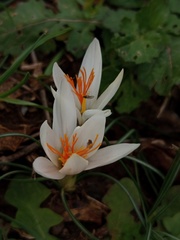 Crocus fleischeri, photograph (c) Umut Nuri Erdoğan, some rights reserved (CC BY)