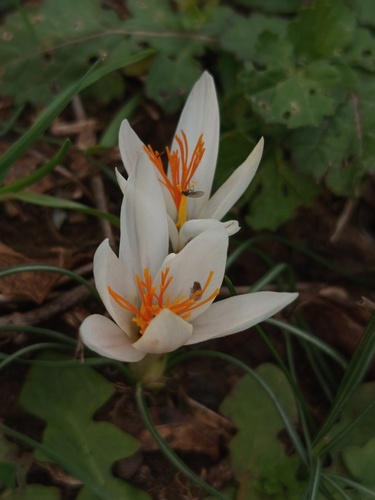 Crocus fleischeri, photograph 4
