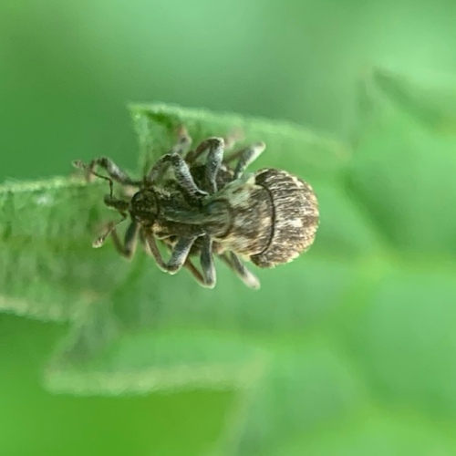 Small Nettle Weevil, Voorveld OudeHaagseweg 51, Amsterdam, Nederland, photo 9 of 10