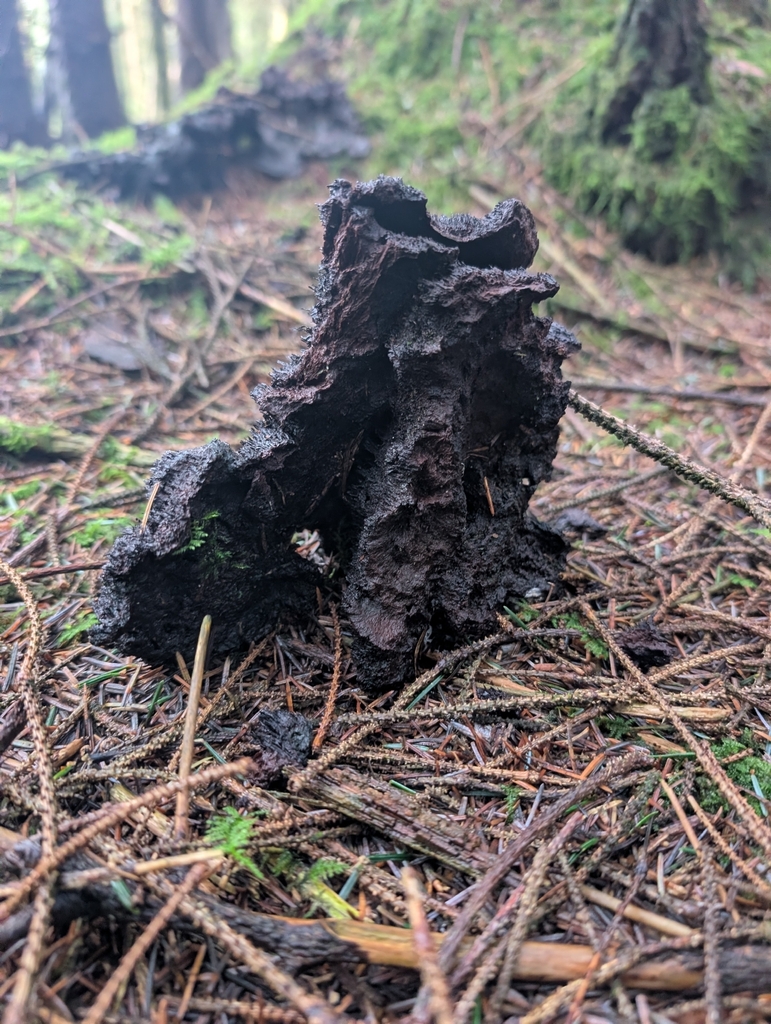 Phaeolus schweinitzii · January 2026 · photo: © nenp_hps (iNaturalist, cc0)