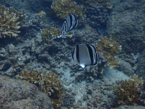 Driebands-koraalvlinder (Chaetodon humeralis) — Chaetodontidae — 4