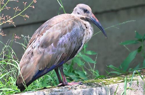 iNaturalist: (c) MSTour, some rights reserved (CC BY-NC), uploaded by MSTour iNaturalist image