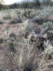 Sporobolus flexuosus