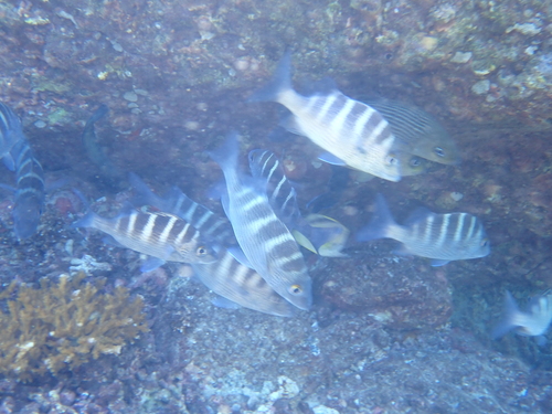 Graybar grunt (Haemulon sexfasciatum) — Haemulidae — 5
