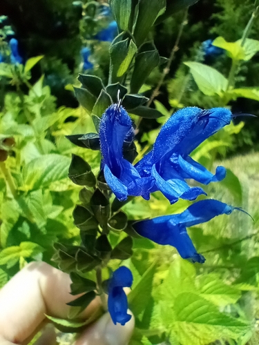 Salvia guaranitica (Salvia guaranitica)