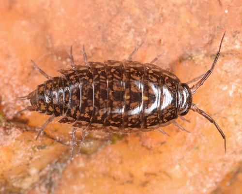 Ligidium blueridgense