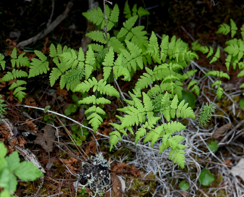 northern oak fern (Gymnocarpium dryopteris)