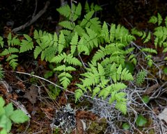 Oak Fern (Gymnocarpium dryopteris)