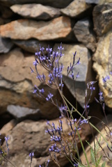 Lavandula multifida image