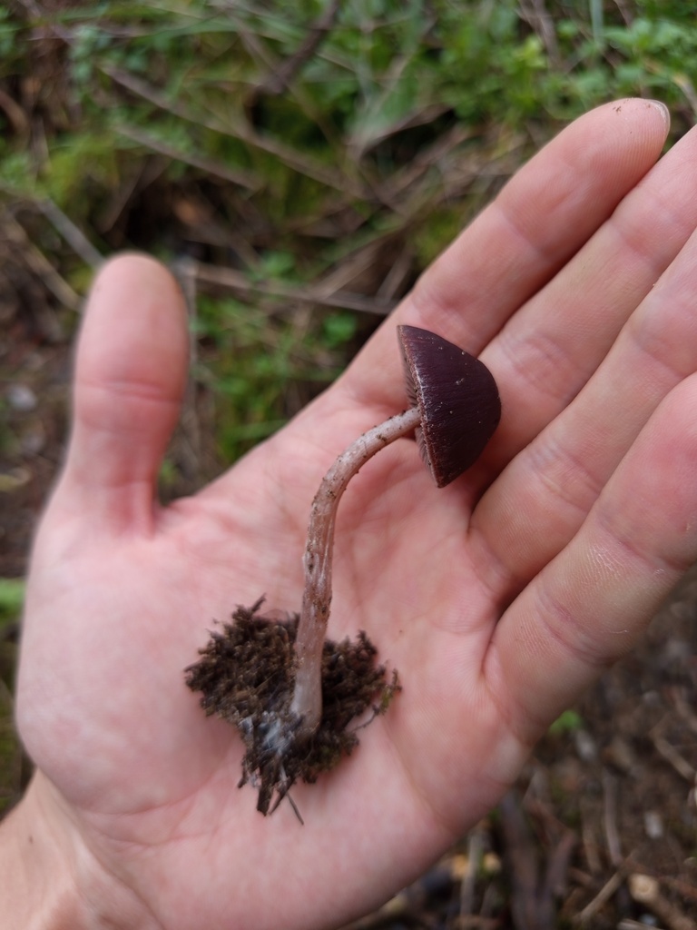 Psathyrella bipellis · January 2026 · photo: © meaglinumut (iNaturalist, cc-by)