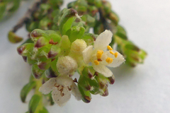 Lachnaea penicillata