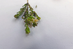 Lachnaea penicillata