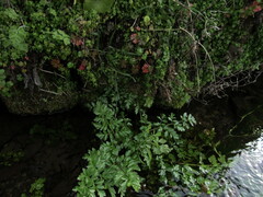 Hemlock Water Dropwort (Oenanthe crocata)