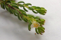 Lachnaea penicillata