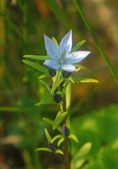 Lomatogonium rotatum