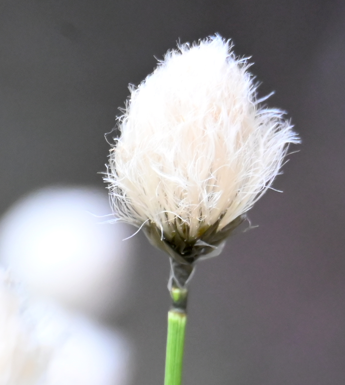 Short-Anther Cottongrass (Eriophorum brachyantherum)